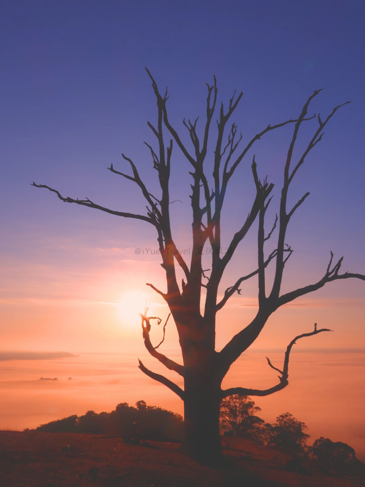 A solitary tree silhouetted against the first light over the rolling hills north of Melbourne