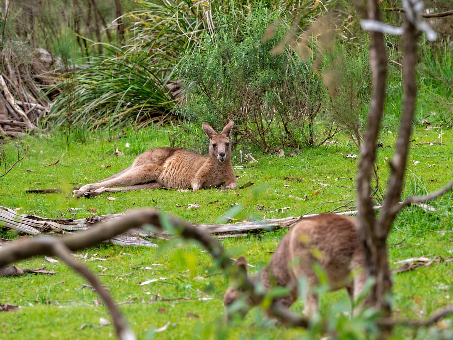 Lysterfield Lake beside the sandy beach and wooded shoreline at Lysterfield Park