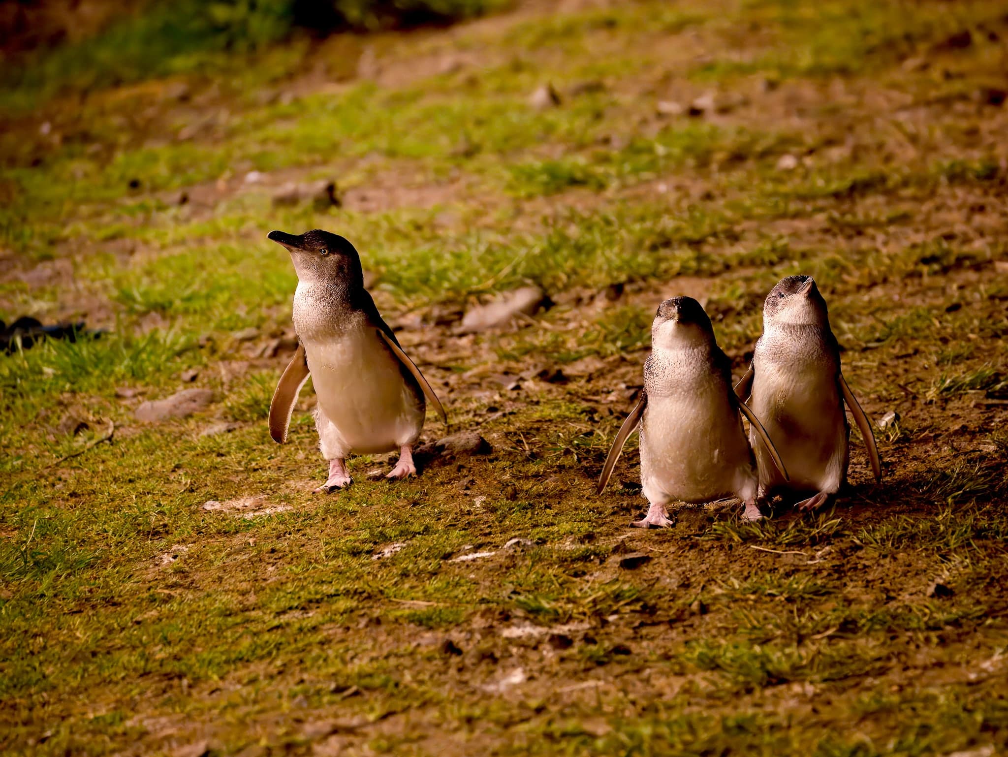 Little penguins