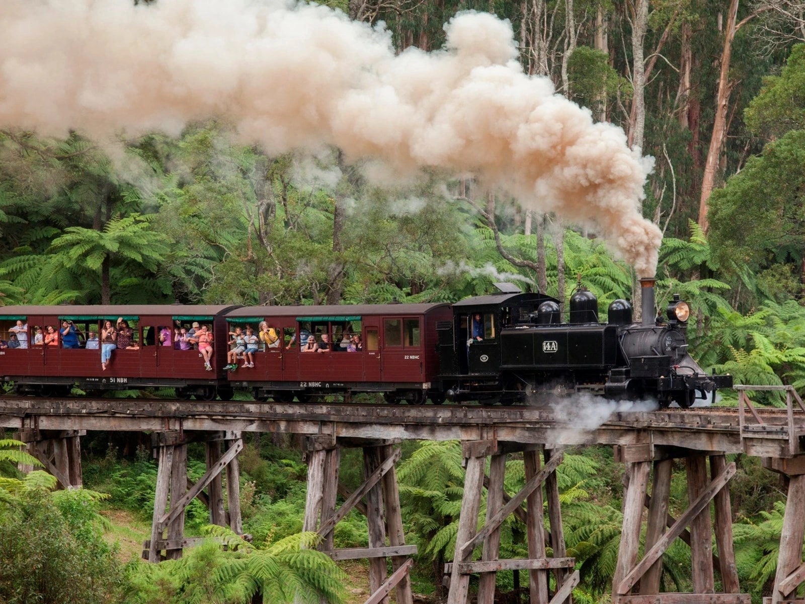 A heritage steam locomotive pulling open-sided carriages through the forested Dandenong Ranges