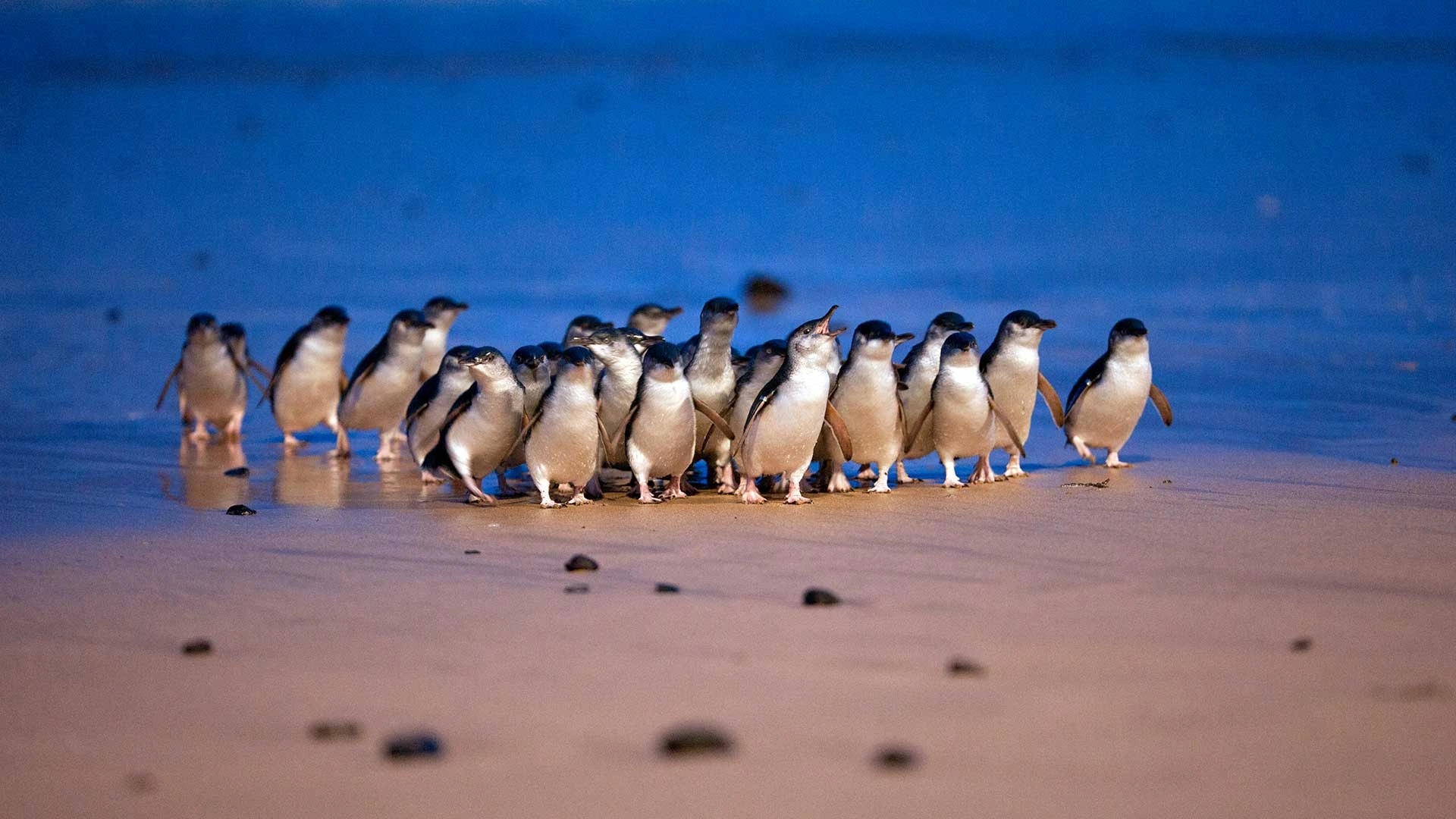 Little penguins walking from the beach towards their burrows at dusk on Phillip Island