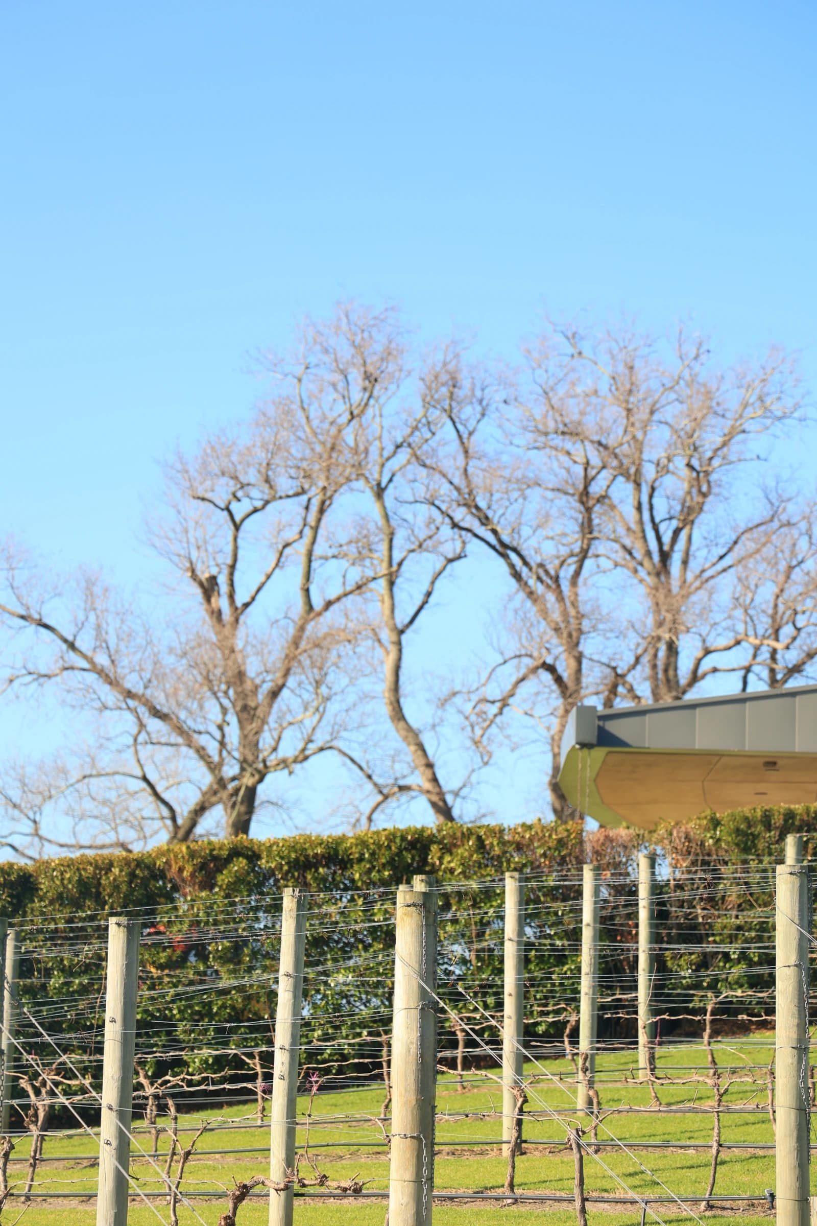 Pt. Leo Estate:葡萄酒、藝術與海灣景色